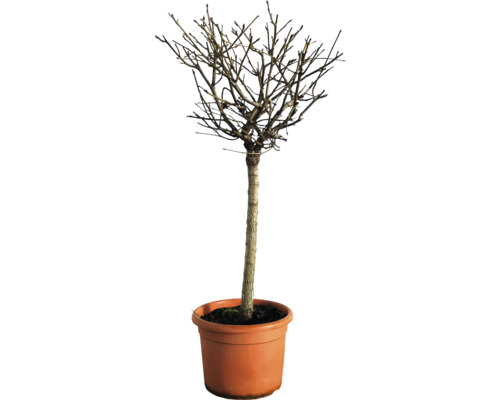 Arbre boule en pot sans feuilles