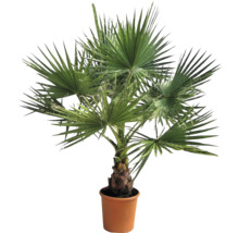 Palmier chanvre en pot