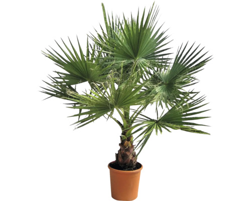 Palmier chanvre en pot