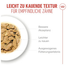 Katzenfutter mit leicht zu kauender Textur für empfindliche Zähne in einem Teller