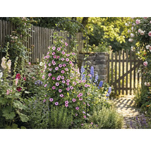 Scène de jardin avec support pour plantes, fleurs et allée de jardin