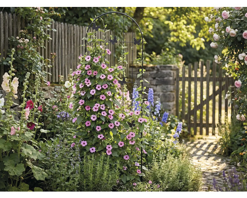 Scène de jardin avec support pour plantes, fleurs et allée de jardin