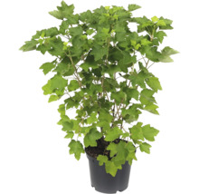 Groseillier dans un pot