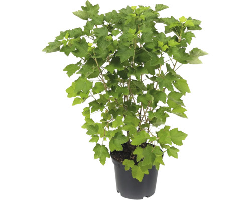 Groseillier dans un pot