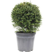 Buis sphérique en pot