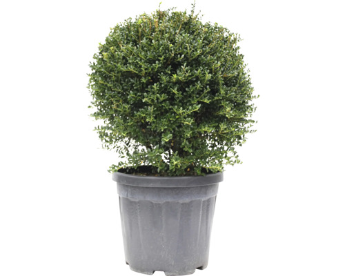 Buis sphérique en pot