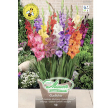 Samen Mauser Gladiolen Glamini Mischung im Topf, bienenfreundlich, Wuchshöhe circa 50 Zentimeter, 10 Stück.