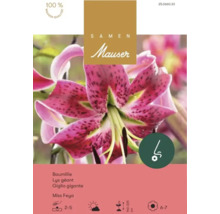 Samen Mauser Baumlilie Miss Feya Packung mit Nahaufnahme der rosa gepunkteten Blüte.