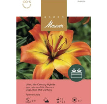 Samen Mauser Lilien Forever Linda, Mid-Century-Hybride, Pflanztiefe 2 bis 5 Zentimeter, Wuchshöhe 80 bis 100 Zentimeter.