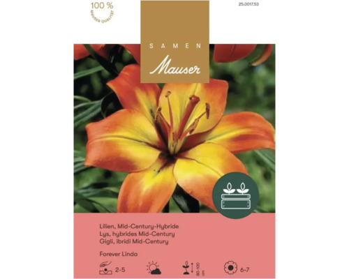 Samen Mauser Lilien Forever Linda, Mid-Century-Hybride, Pflanztiefe 2 bis 5 Zentimeter, Wuchshöhe 80 bis 100 Zentimeter.