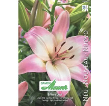 Lys Lilium Levi de Samen Mauser, hybride Mid-Century, fleur rose et blanche, hauteur de croissance 100 centimètres, logo Samen Mauser.