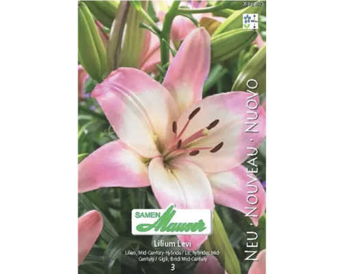 Lys Lilium Levi de Samen Mauser, hybride Mid-Century, fleur rose et blanche, hauteur de croissance 100 centimètres, logo Samen Mauser.