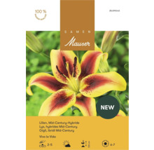 Samen Mauser Lilien Mid Century Hybride Viva la Vida gelb rot Höhe einhundertdreißig Zentimeter Blütezeit Juni bis Juli.