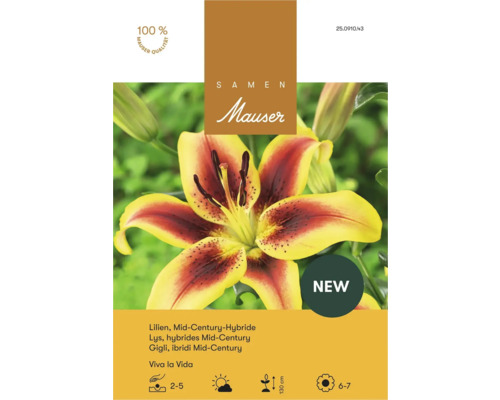 Samen Mauser Lilien Mid Century Hybride Viva la Vida gelb rot Höhe einhundertdreißig Zentimeter Blütezeit Juni bis Juli.