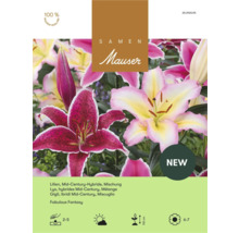 Samen Mauser Logo. Lilien Mid-Century-Hybride Mischung Fabulous Fantasy. Sonnig bis halbschattig, Höhe 130 Zentimeter, Blüte Juni bis Juli.