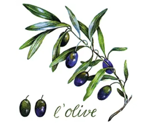 Illustration d'une branche d'olivier avec des olives et l'inscription l'olive