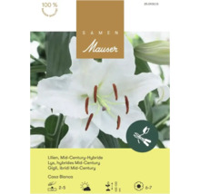 Samen Mauser Logo, Lilien Mid-Century-Hybride Casa Blanca, weiße Blüte, als Schnittblume geeignet, Wuchshöhe 100 bis 130 Zentimeter.