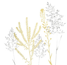 Illustration botanique de graminées filigranes et de fleurs des champs.