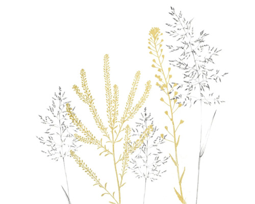 Illustration botanique de graminées filigranes et de fleurs des champs.