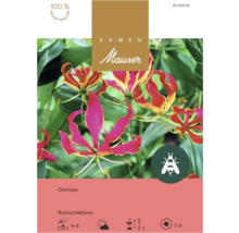 Samen Mauser Blumensamen Gloriosa Rothschildiana, bienenfreundlich, Wuchshöhe einhundertfünfzig bis zweihundert Zentimeter