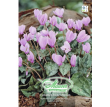 Samen Mauser Logo, Alpenveilchen Cyclamen hederifolium mit rosa Blüten und marmorierten Blättern, Wuchshöhe 7 Zentimeter.