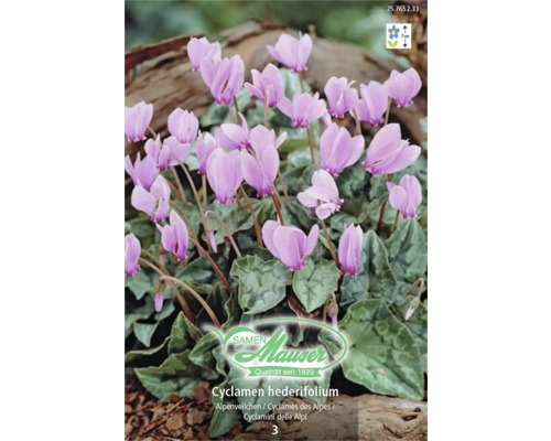 Samen Mauser Logo, Alpenveilchen Cyclamen hederifolium mit rosa Blüten und marmorierten Blättern, Wuchshöhe 7 Zentimeter.