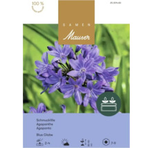 Sachet de graines Samen Mauser pour Agapanthe Blue Globe aux fleurs violettes, adapté aux jardinières, hauteur de 80 à 90 centimètres.