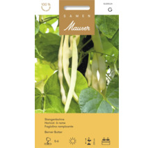 Logo Samen Mauser. Haricot à rame Berner Butter avec haricots jaunes. Semis de mai à juin, soleil, 200 centimètres de hauteur et plates-bandes.
