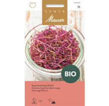 Graines à germer de bette rouge Bio Mauser, emballage de graines avec illustration de germes dans un bocal en verre.