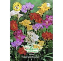 Samen Mauser Logo, Mischung aus bunten Sommer-Freesien, bienenfreundlich, Wuchshöhe circa 30 Zentimeter.