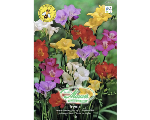 Samen Mauser Logo, Mischung aus bunten Sommer-Freesien, bienenfreundlich, Wuchshöhe circa 30 Zentimeter.