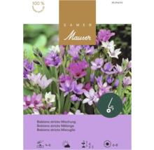 Sachet de graines Samen Mauser pour mélange Babiana stricta, fleurs violettes et blanches, logo Mauser, sceau de qualité et symboles de plantation.