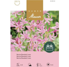 Logo Samen Mauser, Nerine Bowdenii rose, fleurs aux pétales ondulés, profondeur trois à cinq centimètres, hauteur 45 à 60 centimètres.