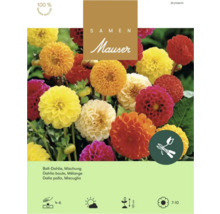 Sachet de graines de dahlias balles en mélange Samen Mauser, semis d avril à juin, hauteur 120 centimètres, floraison de juillet à octobre.