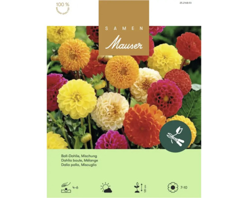 Sachet de graines de dahlias balles en mélange Samen Mauser, semis d avril à juin, hauteur 120 centimètres, floraison de juillet à octobre.