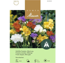 Samen Mauser Logo. Samentüte für gefüllte Freesien Mischung Dornröschen mit bunten Blüten. Bienenfreundlich.