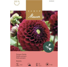 Logo Samen Mauser sur emballage pour dahlia pompon Babette avec fleur rouge foncé, sceau de qualité et symboles pour la plantation et la hauteur.