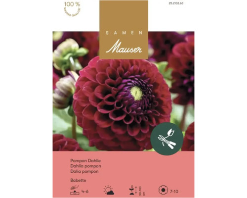 Logo Samen Mauser sur emballage pour dahlia pompon Babette avec fleur rouge foncé, sceau de qualité et symboles pour la plantation et la hauteur.