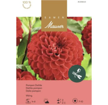 Samen Mauser Logo auf Samentüte für Pompon-Dahlie Viking mit roter Blüte und Symbolen für Pflanztiefe und Wuchshöhe.