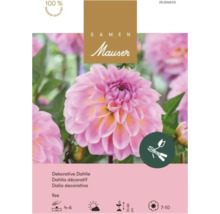 Samen Mauser Dekorative Dahlie Ilse, Pflanztiefe 4 bis 6 Zentimeter, Wuchshöhe 70 bis 80 Zentimeter, Blütezeit Juli bis Oktober.