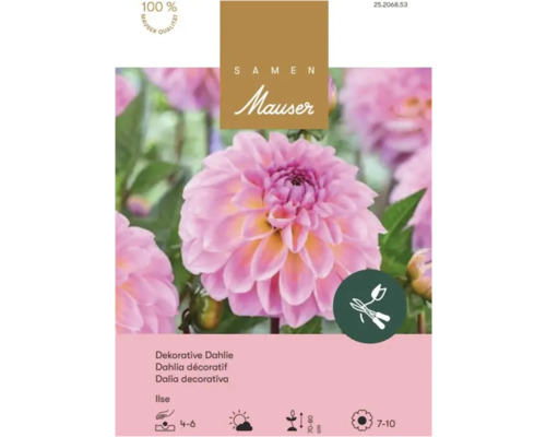 Samen Mauser Dekorative Dahlie Ilse, Pflanztiefe 4 bis 6 Zentimeter, Wuchshöhe 70 bis 80 Zentimeter, Blütezeit Juli bis Oktober.