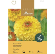 Samen Mauser Logo, Saatgutpackung für gelbe Pompon-Dahlie Sunny Boy, Qualitätssiegel, Symbole für Schnittblumen, Pflanzzeit, Standort und Wuchshöhe.