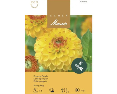 Samen Mauser Logo, Saatgutpackung für gelbe Pompon-Dahlie Sunny Boy, Qualitätssiegel, Symbole für Schnittblumen, Pflanzzeit, Standort und Wuchshöhe.