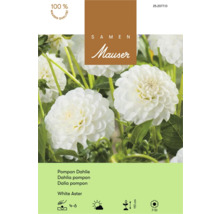 Samen Mauser Pompon-Dahlie White Aster mit weißen Blüten. Symbole für Pflanzung April bis Juni, sonnig bis halbschattig, 110 Zentimeter Wuchshöhe, Blüte Juli bis Oktober.