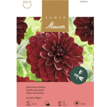 Samen Mauser Logo auf Packung für Dahlie Arabian Night mit dunkelroten Blüten und Symbolen für Pflanzung, Wuchshöhe und Eignung als Schnittblume.