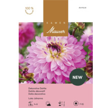 Samen Mauser Dahlia décoratif Luka Johanna, paquet de bulbes de fleurs, hauteur 100 centimètres, floraison de juillet à octobre.