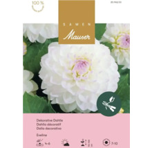 Samen Mauser Logo, Dekorative Dahlie Eveline, weiße Blüte mit violettem Zentrum, Schnittblume, Wuchshöhe 90 bis 100 Zentimeter.