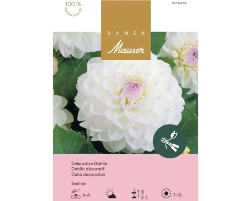 Samen Mauser Logo, Dekorative Dahlie Eveline, weiße Blüte mit violettem Zentrum, Schnittblume, Wuchshöhe 90 bis 100 Zentimeter.