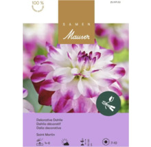 Samen Mauser Logo, Saatgut für Dekorative Dahlie Saint Martin mit weiß-lila Blüten, Mauser Qualitätsgarantie, als Schnittblume geeignet.