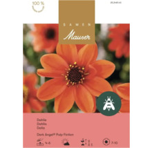Logo Samen Mauser. Sachet de graines pour dahlias oranges Dark Angel Pulp Fiction avec illustration d'une fleur et symbole pour les abeilles.